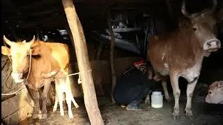 Повседневная деревенская жизнь! Начало жизни со времени восхода солнца в деревне