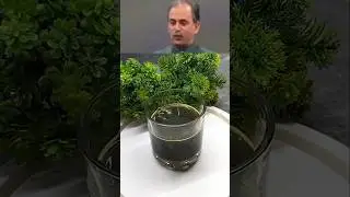 Dhaniya pudina ka juice recipe Beneficial for gath problem l #food