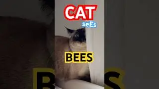 National HONEY BEE DAY we bring U the FULL video of Merv's BEES. enjoy this #classic ,our 1st YT Vid