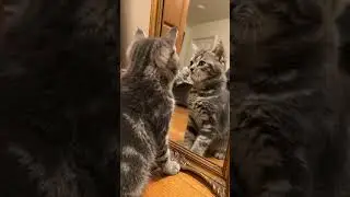 Kitten Meets Its Reflection for the First Time 🪞 | Funny Cat Mirror Reaction