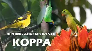 Birding Adventures of Koppa
