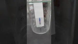 Separation of Dye/ Chromatography @worldeducationnow.online8951
