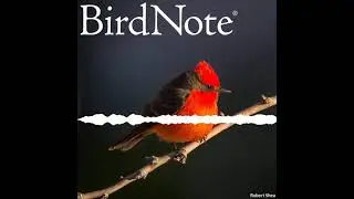 Spark Bird: Nick Belardes and the Vermilion Flycatcher
