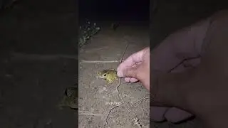 Catch big frogs funny | Try don't laugh | wepwep catching frogs make you laugh #shortsviral