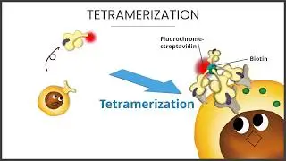 【MHC Tetramer】3. What is the MHC tetramer
