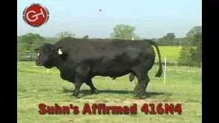 Suhn's Affirmed 416N4