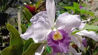 🔴 Orqu&iacute;dea  _ Como Ter Sucesso no Cultivo e Replante 