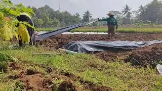 Mulch Plastic & Water Pipe Installation Process &ndash; Smart Farming in Action! - Agriculture Farming