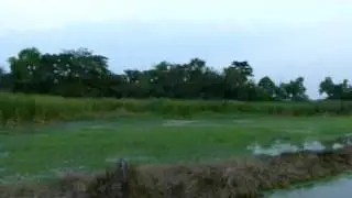 Bird ardeidae krayang back flying 001