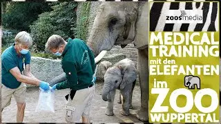 Zoo Wuppertal: Medical Training mit den ELEFANTEN 🐘 | zoos.media