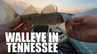 WALLEYE Bite is On! Looking for a Keeper (Night Fishing)