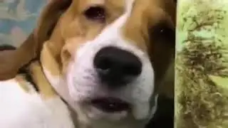 Dog mlem