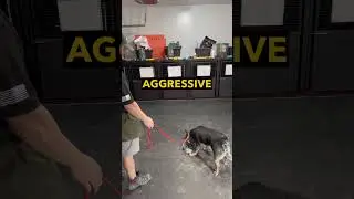 Resource Guarding Fixed! #houstondogtrainer #dogtrainerslife #houstondogtraining #resourceguarding