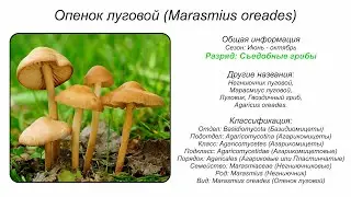 Опенок луговой (Marasmius oreades)