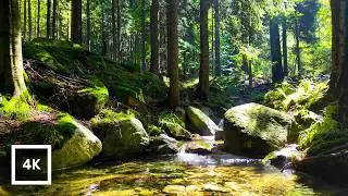 Spring Forest Sounds for Sleep 🌿 Mountain Stream & Birdsong (3 Hours, No Music)