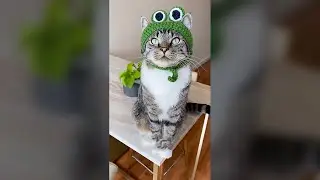 Cute Cat Wearing Frog Hat - Funny Cat Videos 🐾