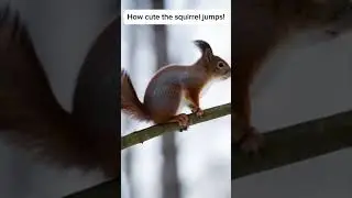 Amazing squirrel slow-mo jump!