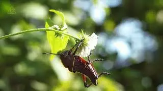 Green Grasshopper Spiritual Meaning: Grasshopper Bring Luck or Bad Luck?
