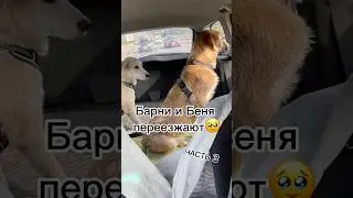 Собачки Барни и Беня переезжают (часть 3) #собака #собачки #щенки #щенок #dogs #puppy #милота #pets