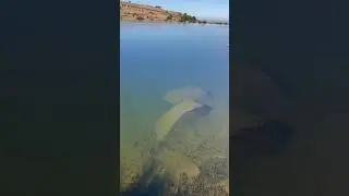 Lake Heron