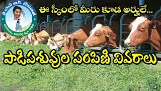 Dairy Cattle Distribution Scheme in AP, Village videos for all