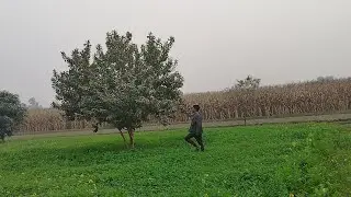 Azeam nay Amrood chori kiya 😆#mewati #minivlog #mewativlogs 