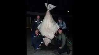 monster halibut 256 cm 215 kg world record 2017
