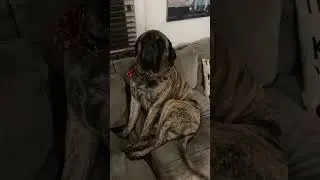 English Mastiffs Reach Maturity at Age 3