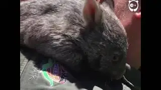 Wombat thinks he&acute;s a dog