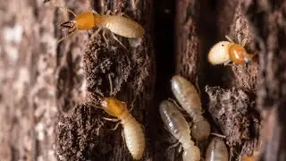 Post Construction Termite Treatment JM Pest Control Services
