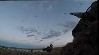 Duck & Geese Hunt Brooks Alberta 2014