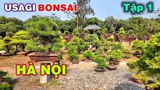 Một sân chơi mới cho người mê bonsai Nhật Bản || Báo giá một số tp tại Vườn Nhật Usagi bonsai