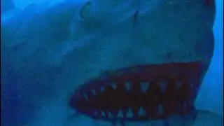 Jaws fan film gore test