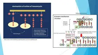 basic science 4 (Antibiotics)