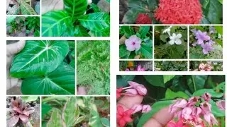 10രൂപ മുതൽ പ്ലാന്റ് കട്ടിങ് സെയിൽ #indoor #flowering plants 