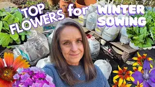 My Favorite Flower Seeds To Winter Sow! #wintergardening #northtexasgarden