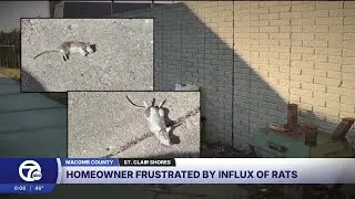 Homeowner battles rats, blames missing section of city-ordered barrier wall