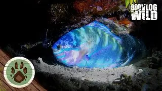 Do fish sleep? YES THEY DO! PARROTFISH sleeping in mucus COCOON