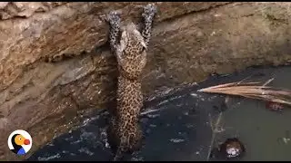 Men Build Leopard Trapped in DEEP Well a Ladder to Escape  | The Dodo