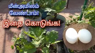 குப்பையில் போடாமல் செடிக்கு குடுங்க! | Organic Fertilizer | Egg uram | Terrace Gardening | Tamil
