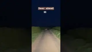 Deer on the road ahead: watch out #deercrossing #deerhunting