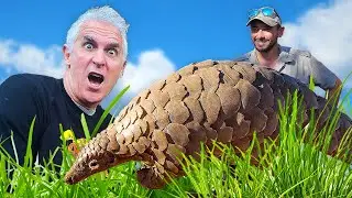 PANGOLINS in Peril