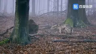 Brown bear takes on two wolves