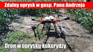 Drone spraying corn on Mr. Andrzej's farm in Kujawy