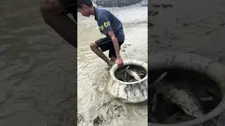 Village people catching fish with bare hands from pond water and mud &mdash; true rural skills! 😱🐟