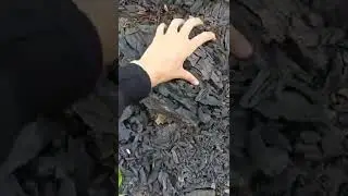 (Peat)Let's see what coal looks like in its primitive state #satisfying #short