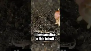 What Happens If You Cut This Worm in Half? #wormszone
