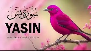 Surah Yaseen ( Yaseen ) Full Tilawat ❤️ || By Qari Muzammil Nadwi 