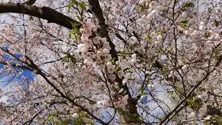 High Park Sakura