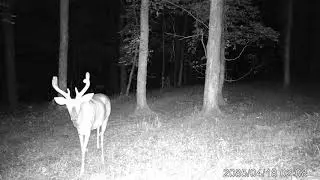 Deer Watching 7/14/2020 two nice bucks, doe and a fawn